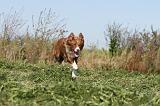 BORDER COLLIE 343
